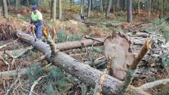 Personal trabajando en la tala de pinos en el monte comunal de San Xurxo