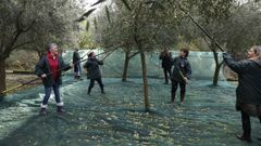 Aceites Abril siempre ha apostado por el olivo gallego.