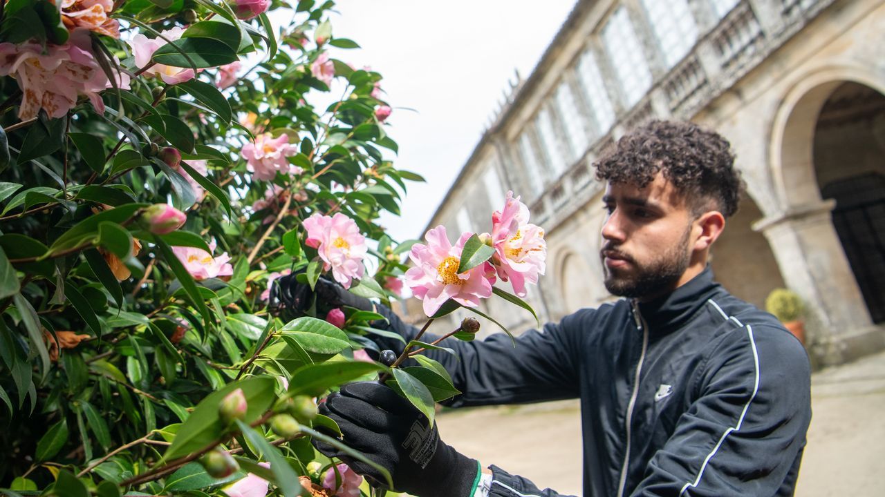 Última llamada para disfrutar de las camelias en flor en el Pazo de Oca