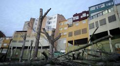 En Facebook se lleg� a pedir a Salvemos Catas�s que defienda estos �rboles del paseo fluvial. 