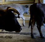 Las vacas se depreciaron ayer en 49 euros la unidad.