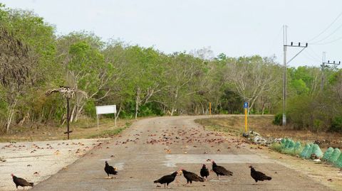 Cangrejos rojos caminan desde los bosques al mar para desovar en playa Gir�n (Cuba)