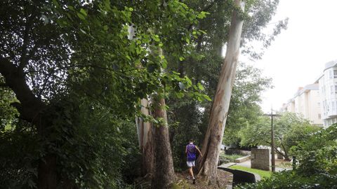 Eucaliptos en el parque del r�o Cadavo