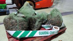 El Seprona incauta 48 kilos de percebes a furtivos en Xove