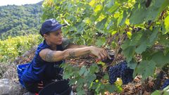 Vendimia para la bodega Va Romana, en la ribera del Mio en Chantada