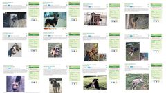 Anuncios en un portal web que ofrecen adopciones en Sarria a pesar del Estado de Alarma