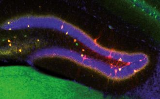 Neuronas del hipocampo �dibujan� algunos de los circuitos que sostienen la memoria.
