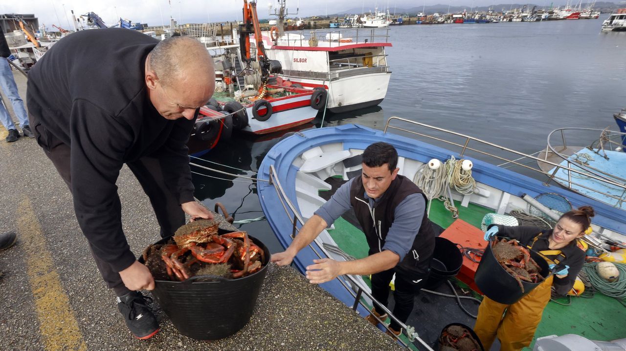 El erizo y las algas desbancan al lenguado y la almeja en la lonja de O Grove