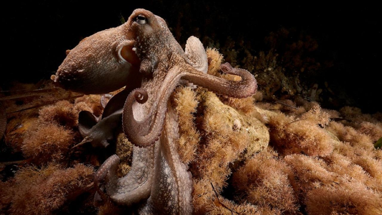 Salvador, el pulpo de Ibiza con nueve brazos