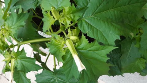 Una de las plantas de estramonio incautadas por la Policía Local de Lugo.
