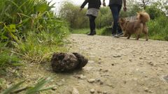 Imagen de archivo de una deposici�n en una pista