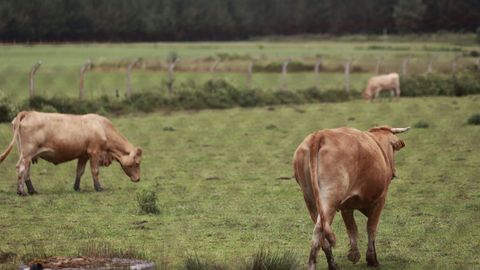 Uni�ns Agrarias aleg� que buena parte de los productores de carne gallegos quedar�an fuera de la convocatoria