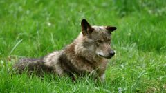 El lobo Belmon en el recinto de la Casa del Lobo de Asturias