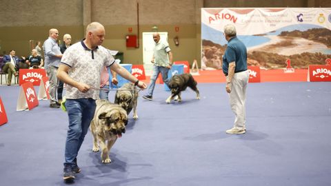 Exposici�n Canina de Galicia en Lugo