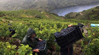 El tradici�n paisaje vit�cola es uno de los rasgos caracter�sticos del territorio. En la imagen, vendimia en un vi�edo de la subzona de Amandi (en Sober)