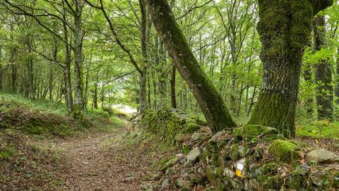 Una parte del recorrido discurre entre bosques frondosos 