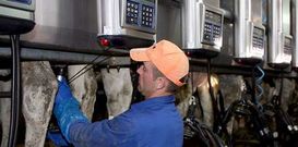 En lo que va de a�o el precio l�cteo bajo casi seis c�ntimos. 