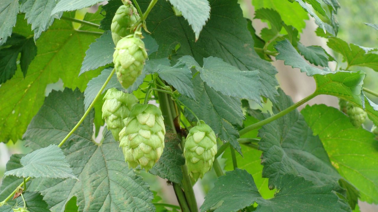 El lúpulo, el reto pendiente de la segunda potencia cervecera de la UE: España importa la mitad de lo que consume