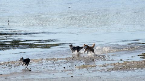 Perros en una playa gallega