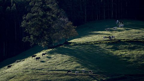 Vacas pastan con el bosque de fondo este lunes, en Vegadeo (Asturias).