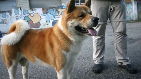 Imagen de archivo de un perro de la raza Akita americano