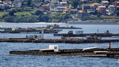 Imagen de bateas en la r�a de Arousa