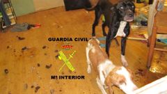 Perros abandonados en Moreda