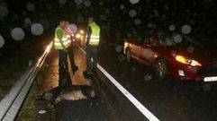 Imagen de arhivo de un jabal� atropellado en el corredor Monforte-Lal�n