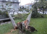 El viento derrib� un �rbol en la plaza de Espa�a obligando a intervenir a los bomberos. 
