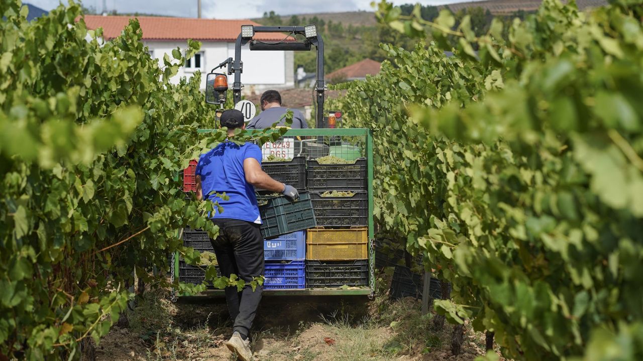 Monterrei autoriza la elaboración de rosados y amplía su territorio