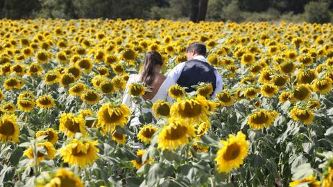 Hay parejas de recin casados que eligen las fincas con girasol para hacerse ftoos despus de la boda 