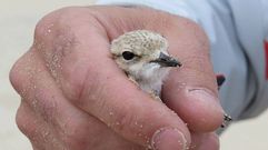 La p�llara gallega: el ave que es infiel para sobrevivir