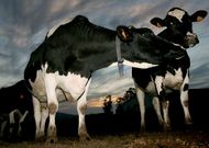 Imagen de archivo de vacas frisonas en una explotaci�n de la comarca dezana. 