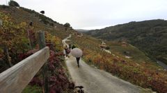 Paisaje de vi�edos en la ribera de San Fiz, en el municipio de Chantada