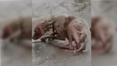 Detenido un ribeirense acusado de maltratar a su perro hasta causarle la muerte
