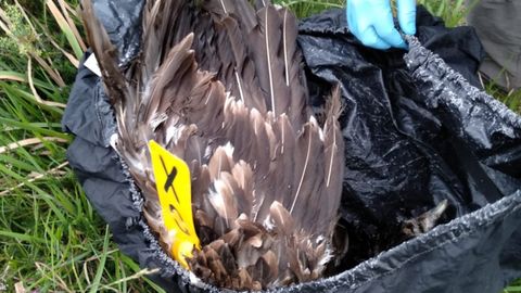 Sidney, el quebrantahuesos hallado muerto en Picos