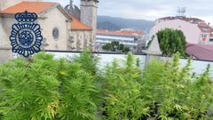 La plantaci�n de marihuana de Mar�n desmantelada por la Polic�a Nacional