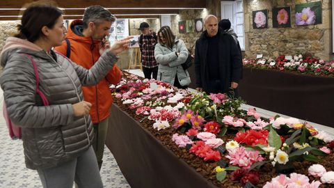  Exposicin de la  camelia en el pazo de Goians