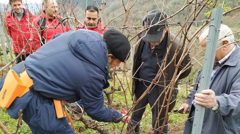 Enoturismo Galicia organizada jornadas de poda en Valdeorras