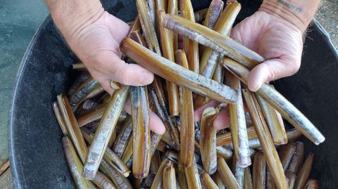 Navaja de la r�a de Pontevedra