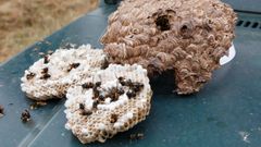 Nido de velutina retirado