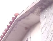 Los nidos primarios aparecen en aleros o casas abandonadas. 