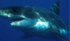 tiburon.Imagen de un tibur�n blanco