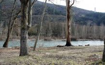 Un D.E.P. pintado en un �rbol ironiza con la situaci�n en la que ha quedado A Reza. 