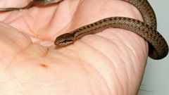 Culebra de collar