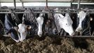 Imagen de archivo de unas vacas