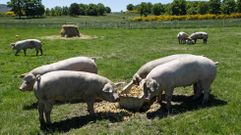 Cerdos comiendo casta�as, una de las gamas del Grupo Coren, que �se une a la inquietud del resto de productores europeos por la situaci�n l�mite� del sector agroalimentario
