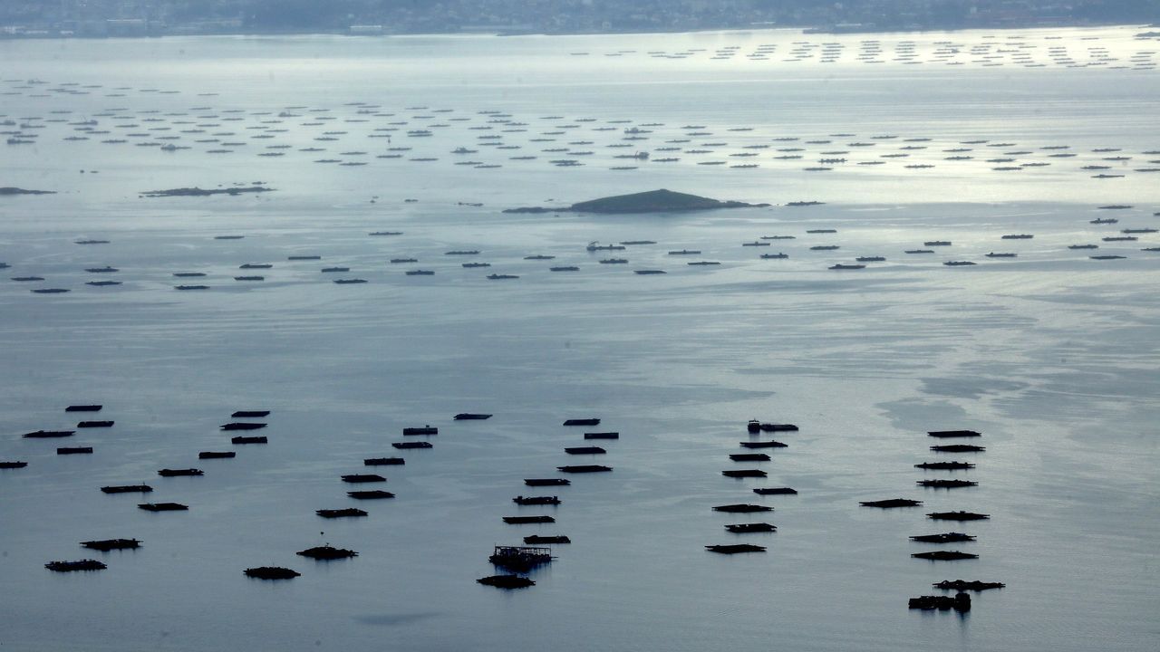 Un cóctel de toxinas lipofílica, paralizante y amnésica afecta al 73% de los polígonos de bateas de Galicia