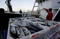 Foto de archivo de la descarga de jurel de barcos del arrastre en el puerto de Ribeira.
