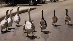 Un grupo de ocas paseando por Betanzos